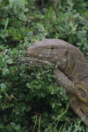 Uganda, Murchison Falls NP (2007)